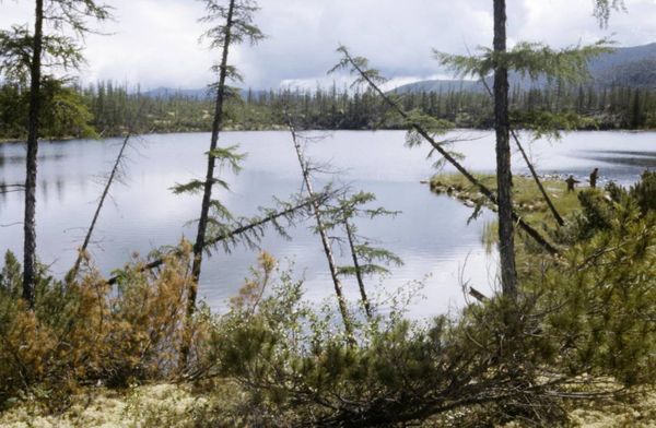 В Якутии появится заповедник "Медвежьи острова"