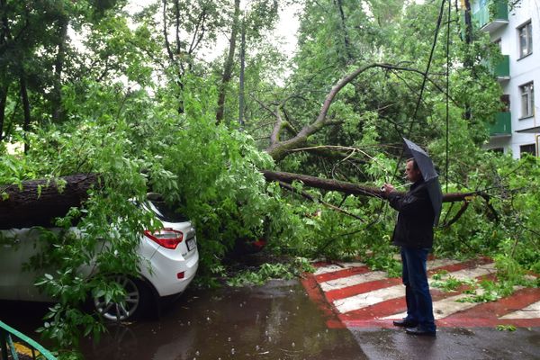 Непогода повалила более 50 деревьев в Москве и области