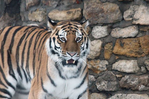 Амурский тигр загрыз смотрителя зоопарка Цюриха