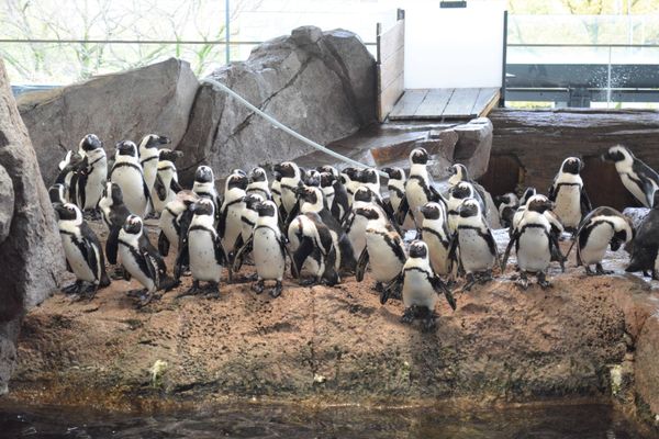 В океанариуме показали на схеме, какие страсти кипят у пингвинов, и это хуже "Игры престолов"