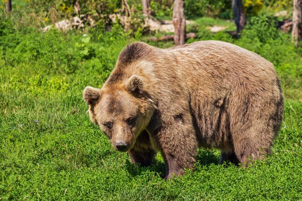 В Красноярском крае дикий медведь насмерть загрыз женщину у озера