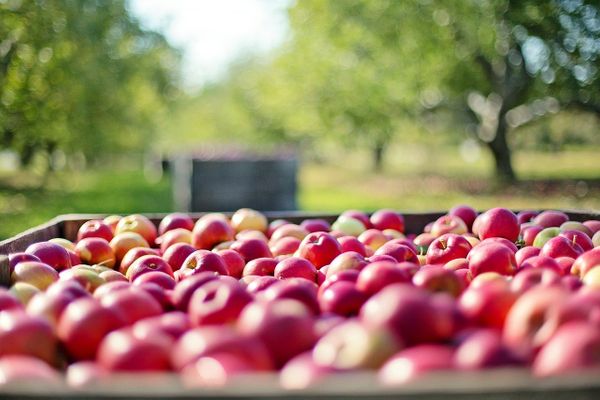 Цены на яблоки в России выросли почти на треть