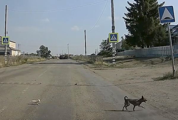В Курганской области пёс спас котёнка от неминуемой смерти, переведя его через дорогу — видео