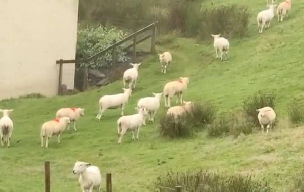 Стадо овец буквально застыло в неподвижности на несколько часов, но этому нашлось объяснение — видео