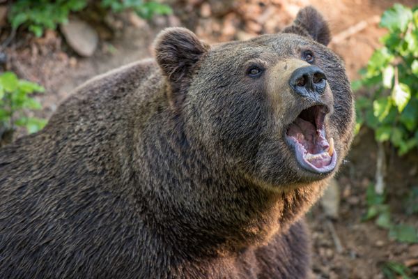 Бурый медведь напал на охотников на Чукотке. Есть пострадавший
