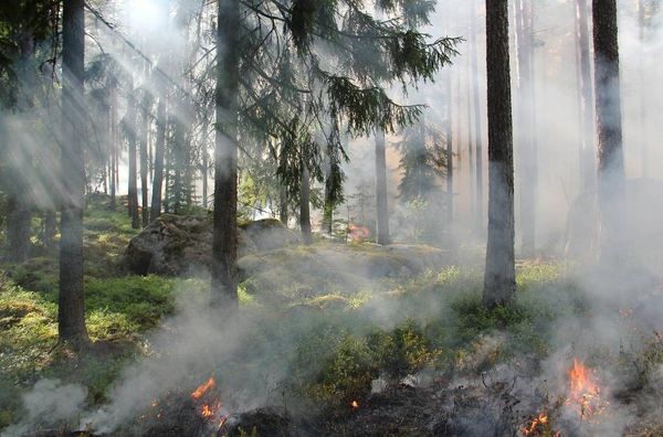 "Это ценные леса". Эколог рассказал, чего лишилась природа из-за пожаров в Утрише