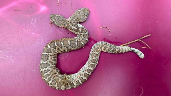 Огромная двухголовая змея поразила змеелова в Аризоне