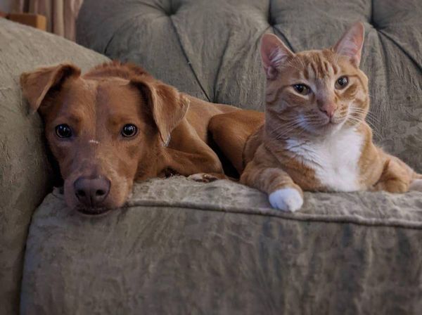 Трогательное видео с камеры наблюдения: кот утешает собаку каждый раз, когда хозяева уходят из дома