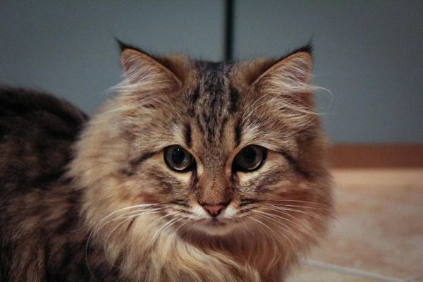 В России назвали самые популярные породы кошек