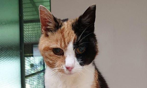 Семья из Британии нашла свою кошку спустя 12 лет после пропажи и отказалась от неё