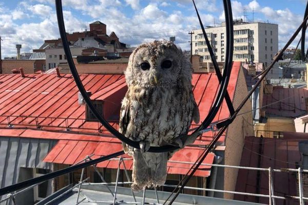 Сова запуталась в проводах на крыше дома в Москве и была атакована воронами. Из ловушки её вызволили спасатели