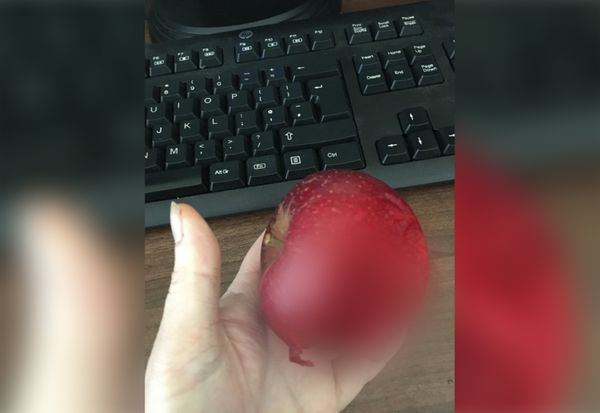 Девушка показала надкусанное яблоко, и пользователи Reddit сломали мозг, разгадывая, где мякоть