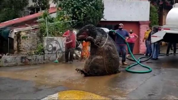 Рабочие застыли от ужаса, найдя в канализации гигантскую крысу, которая застряла там в сезон дождей