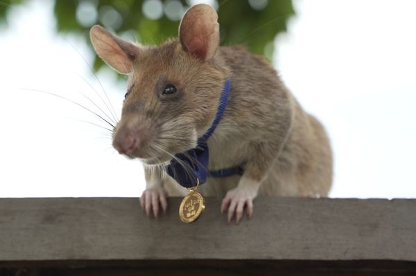 Впервые в истории за храбрость при поиске взрывчатки наградили крысу