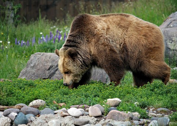 На Урале решили убить медведя-дачника