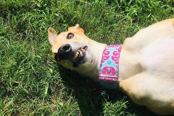 Владельцы показали самые худшие фото своих собак, на которые не взглянешь без слёз: 10 глупых морд