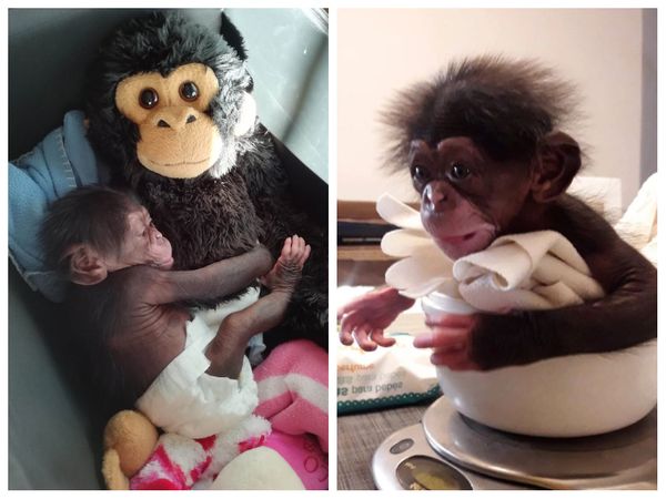 Шимпанзе отказалась от собственного малыша, и теперь вместо мамы у него плюшевая игрушка