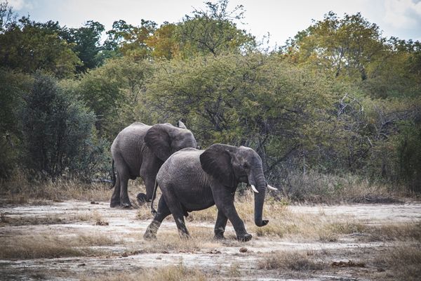 В национальном парке в Зимбабве по неизвестной причине умерло 22 слона