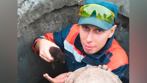 Под Белгородом спасатели достали котят, упавших в канализационный люк
