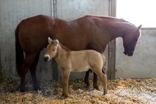 Учёные клонировали лошадь Пржевальского, которая умерла 20 лет назад