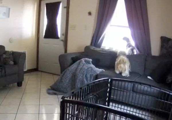 Хозяйка в ужасе обнаружила на записи камеры видеонаблюдения, с кем играют собаки, пока её нет дома