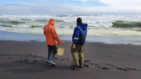 В Росприроднадзоре не выявили техногенных причин загрязнения у берегов Камчатки