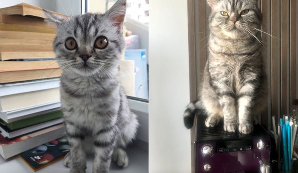 Пользователи Рунета поделились первыми фото котят и что в итоге из них выросло: 15 преображений