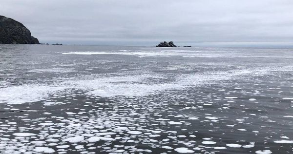 Greenpeace обнаружила огромные пятна неизвестного происхождения у берегов Камчатки — фото