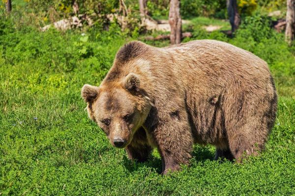 Медведь растерзал работника цирка в Москве
