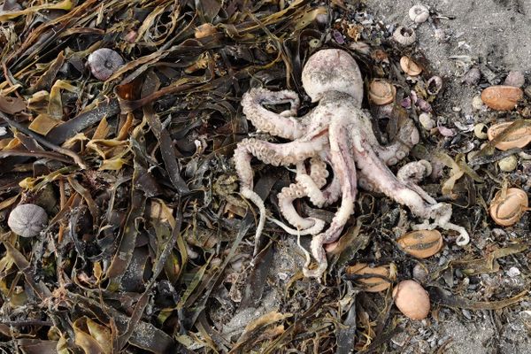 Эколог назвал ещё одну возможную причину гибели животных у берегов Камчатки