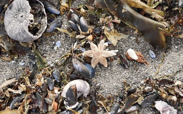 Ихтиолог заподозрил смертельно опасные "водоросли-зомби" в гибели морских обитателей на Камчатке
