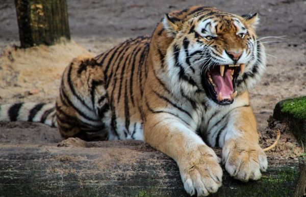 В Хабаровском крае обнаружен мёртвый краснокнижный тигр