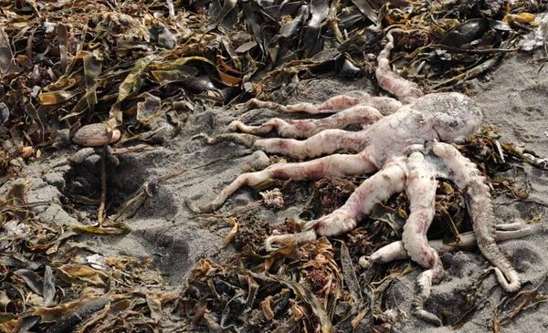 Ветеринар исключила разлив нефти из списка возможных причин гибели животных на Камчатке