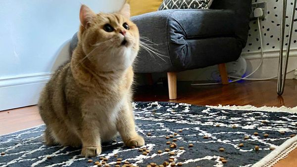 Хозяйка случайно рассыпала корм, и реакция кота достойна "Оскара" — смешные фото