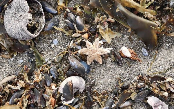 Версия водорослей-убийц у берегов Камчатки вышла на первое место