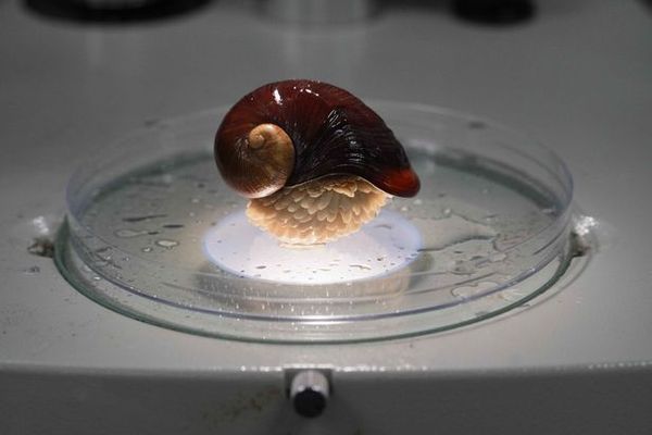 Моллюск-терминатор: учёные расшифровали геном единственного в мире существа с железным скелетом