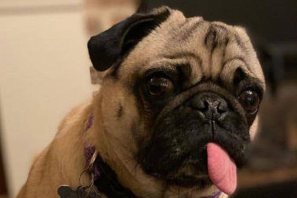 В США выявили первый случай заражения коронавирусом у домашней собаки