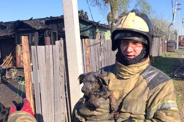 "Он трясся, чуть слышно скулил". Пожарные спасли из горящего дома трёхмесячного щенка