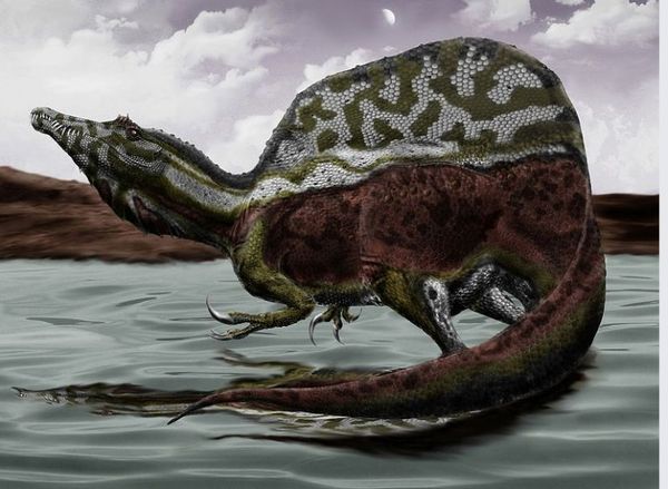 Крупнейшие хищные динозавры оказались прекрасными пловцами