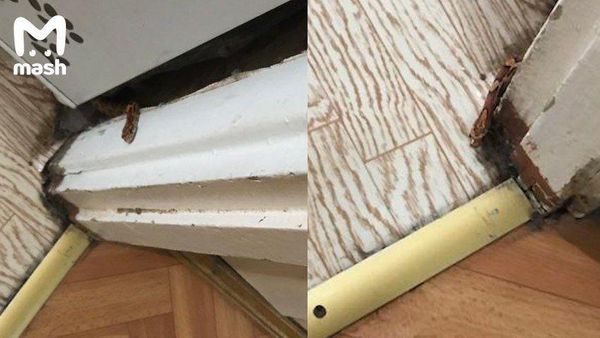 Необычная змея проникла на кухню московской квартиры — видео