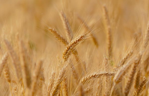СМИ сообщили о дефиците российской пшеницы на мировом рынке