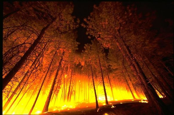Площадь лесных пожаров в России выросла почти в полтора раза за сутки