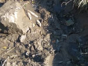 В Приморье выясняют, почему на реке Артёмовка массово погибла рыба