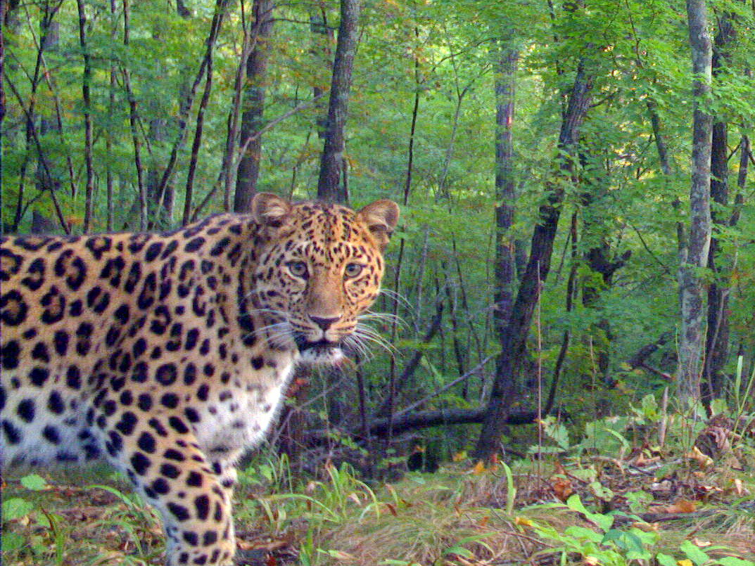 Леопард Leo 55F Катюша. Фото © "Земля леопарда"