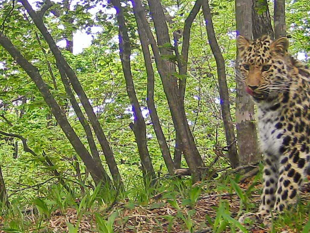 Один из котят леопарда Катюши. Фото © "Земля леопарда"