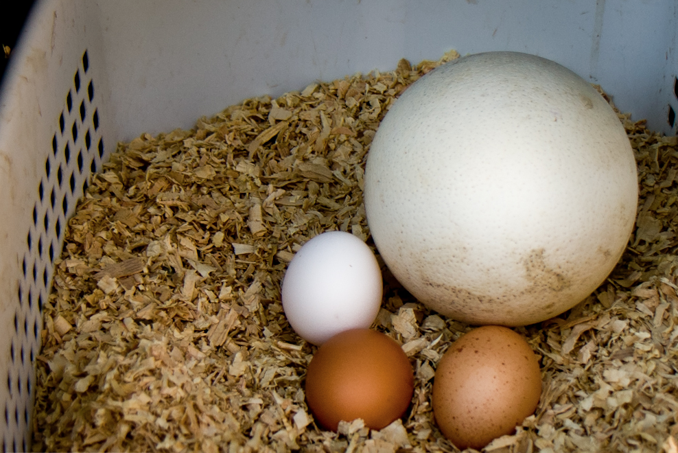 Страусиное яйцо и куриные яйца. Фото © Flickr / Lisa Ouellette