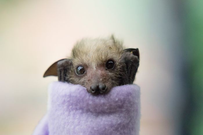 Australian Bat Clinic & Wildlife Trauma Center