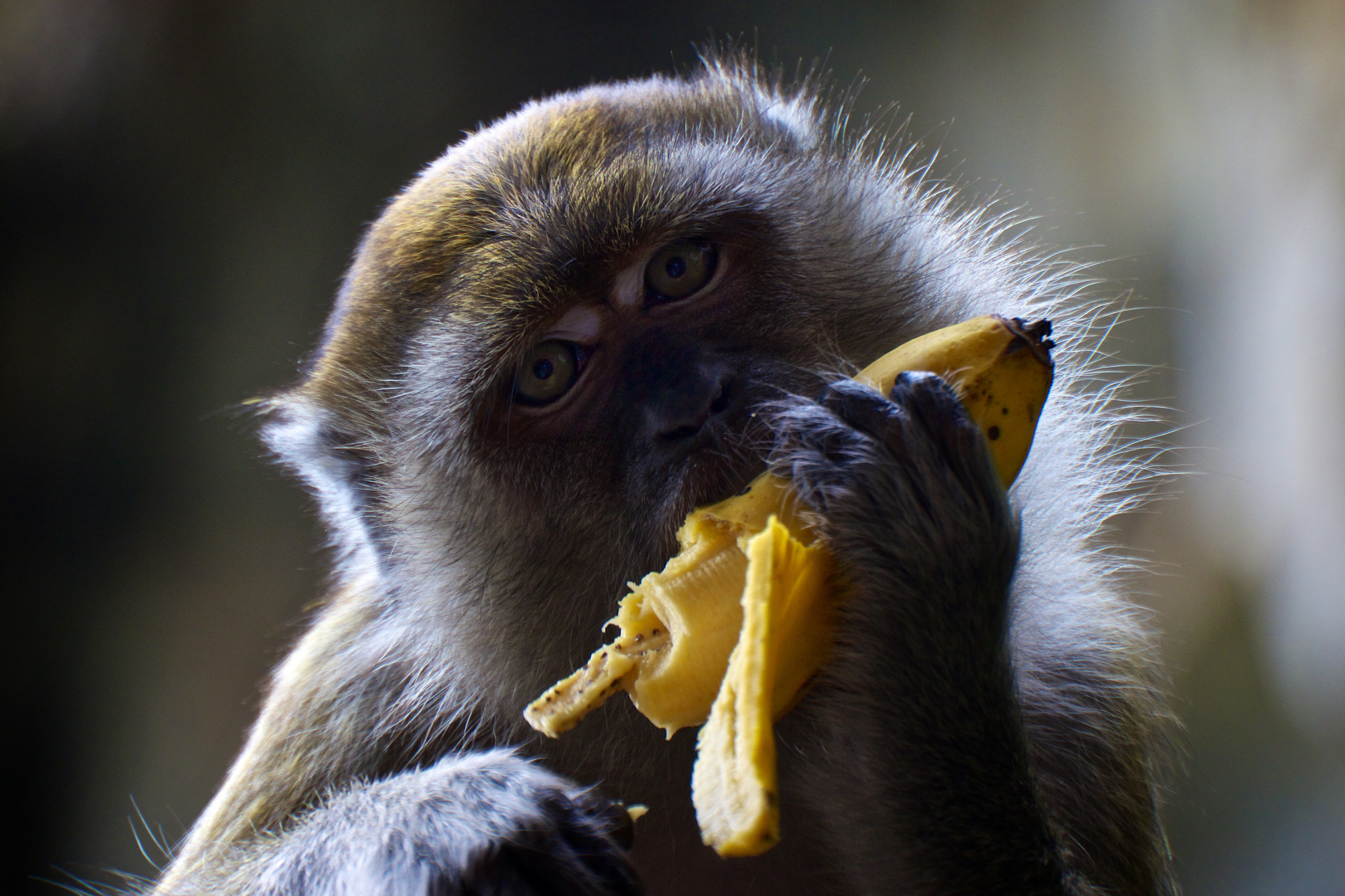 Сколько бананов едят обезьяны. Обезьяна. Макака с бананом. Обезьяна ест банан. Обезьянка и бананы.