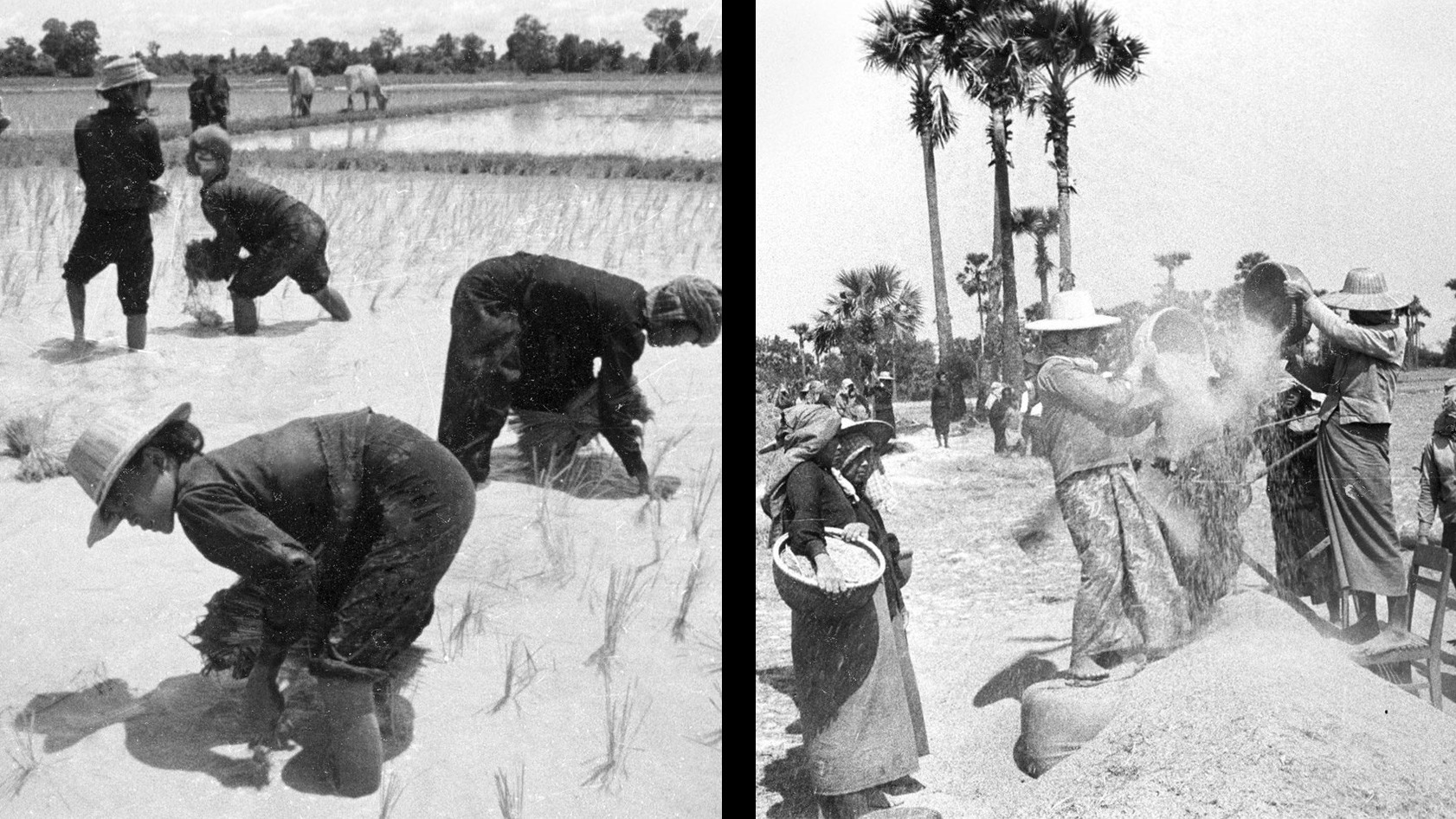 Камбоджийские крестьяне сажают рис и просеивают зерно. Фото © РИА "Новости" / Савичев