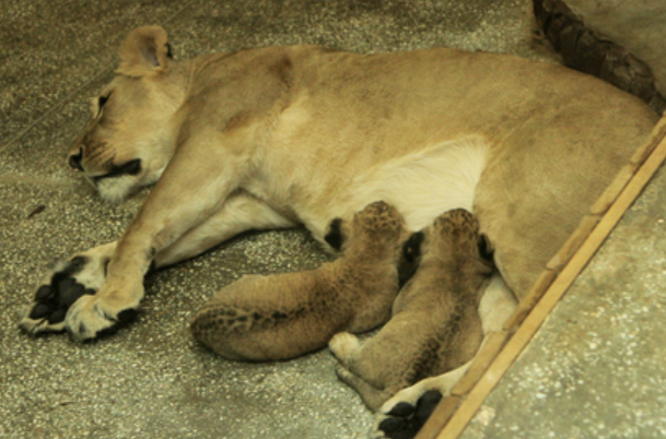 Фото с официального сайта зоопарка Екатеринбурга.